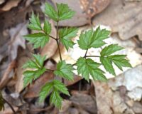 Managing perimenopause naturally