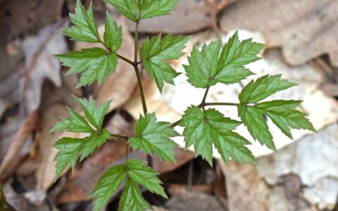 Managing perimenopause naturally