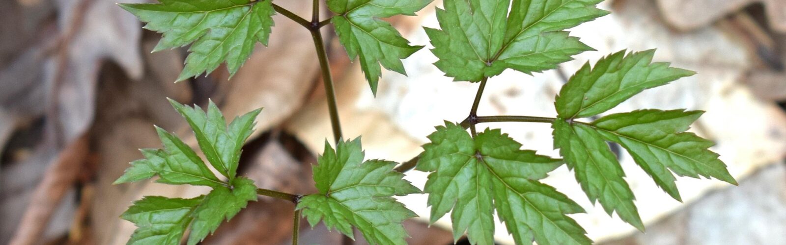 2026 Annual Christian Herbalist Guild Conference