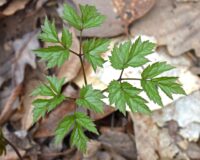 2026 Annual Christian Herbalist Guild Conference
